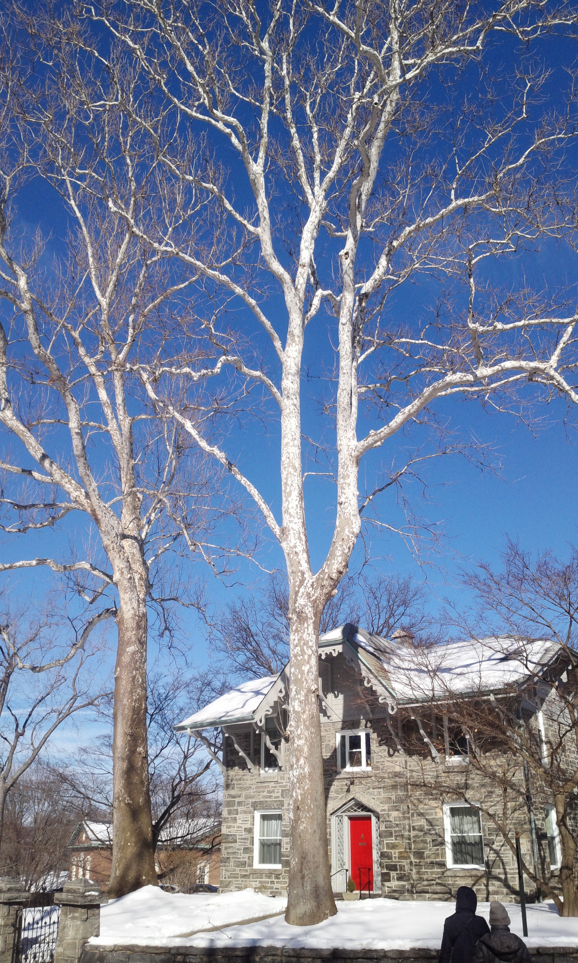 2월 11일-겨울나무.jpg